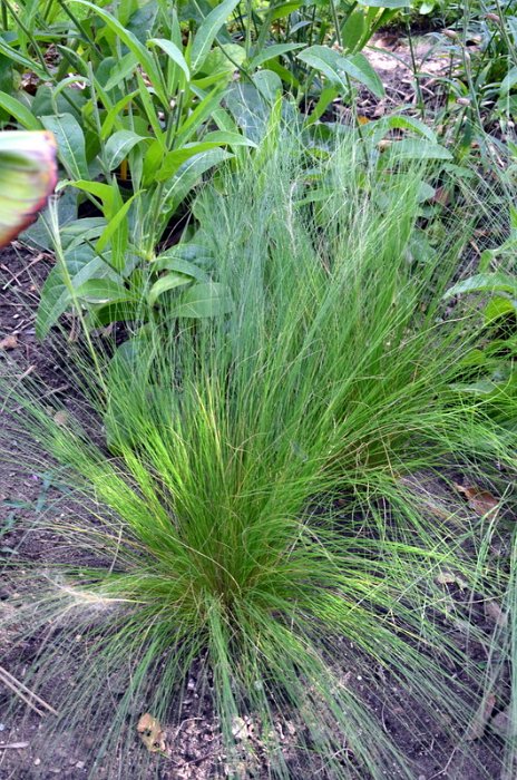 Stipa arundinacea 'Pheasant Tail'